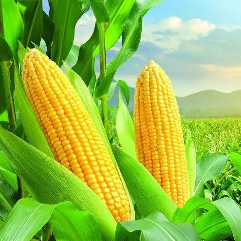 Dried yellow corn kernels
